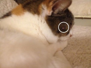 11063202_649077045196969_1581686216_n